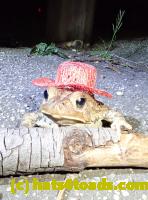 /home//u458753944/public_html/sourcegallery///Roxborough Toad Detour/2020/2020-04-05/92433006_10222212432328686_6521040801043054592_o.jpg